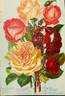 Luciole rose photo
