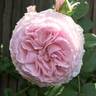 Pearly Gates ™ rose photo