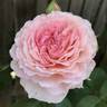 Pearly Gates ™ rose photo