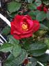 Scarlet Moss ™ rose photo