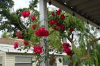 Henry Kelsey rose photo