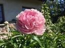 Sarah Bernhardt peony photo