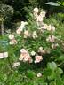 Pink Skyliner rose photo