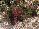 Mohawk rose photo