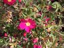 Mohawk rose photo