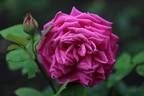 El Presidente rose photo