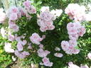 Bonica, Cl. rose photo
