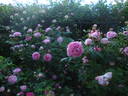 König von Dänemark rose photo