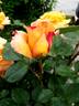 Châteaubriand rose photo