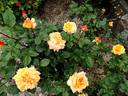 Châteaubriand rose photo