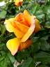 Châteaubriand rose photo