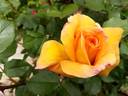 Châteaubriand rose photo