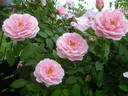 Kir Royal rose photo
