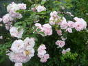 Bonica, Cl. rose photo