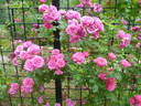 Bess Lovett rose photo