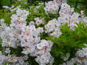 Bagatelle (hybrid multiflora, Soupert rose photo