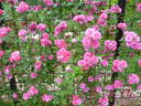 Bess Lovett rose photo