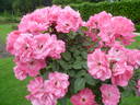 Ville de Roeulx rose photo