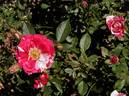 Pinstripe ™ rose photo