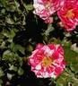 Pinstripe ™ rose photo