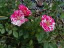Pinstripe ™ rose photo