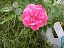 11-3 rose photo