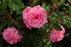 Heidi rose photo
