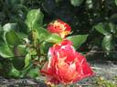 Rosita Missoni ® rose photo