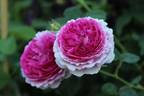 Geschwinds Orden rose photo