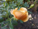 Amber Cover ® rose photo