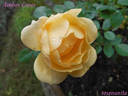 Amber Cover ® rose photo