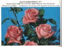 Olave Baden-Powell rose photo