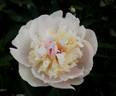 Alice Crousse peony photo
