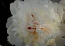 Alice Crousse peony photo