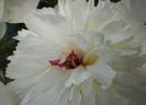Alice Crousse peony photo