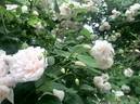 Baltimore Belle rose photo