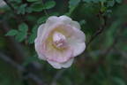 Dr. E. M. Mills rose photo