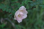 Dr. E. M. Mills rose photo