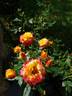 MEIgenpi rose photo