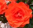 For You With Love rose photo