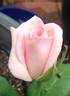 Bride's Dream rose photo