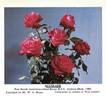 Accolade rose photo