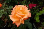 Razzle Dazzle rose photo