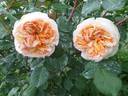 Apricot Sky rose photo
