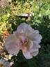 Jacquenetta rose photo