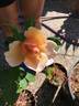 Jacquenetta rose photo
