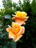 Châteaubriand rose photo