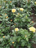 All Gold ® rose photo