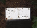 All Gold ® rose photo