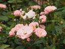 Make-Up rose photo